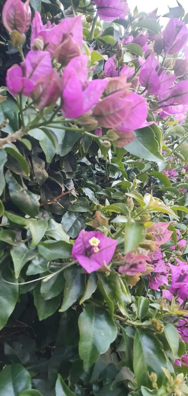 Casa Flora Appartamento Con Giardino Fiumicino Bagian luar foto
